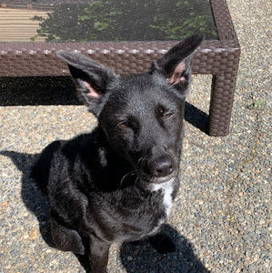 Meet your Posher, Maya